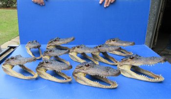 Ten piece  Alligator Heads 7" to  8"