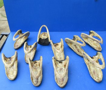 Ten piece  Alligator Heads 7" to  8"