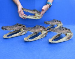 Five piece  Alligator Heads 8" to 9"