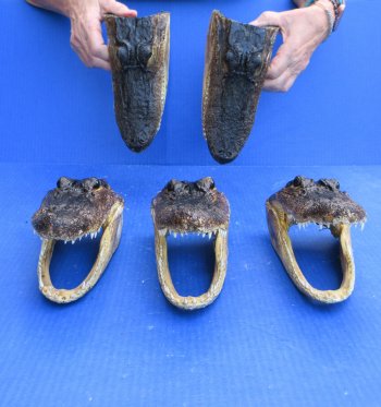 Five piece  Alligator Heads 8" to 9"