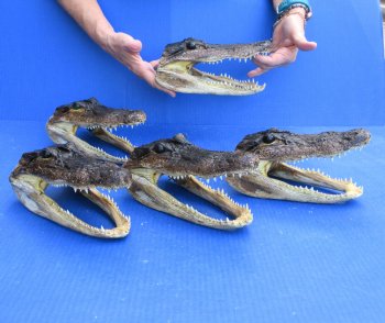 Five piece  Alligator Heads 8" to 9"