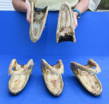 Five piece  Alligator Heads 8" to 9"