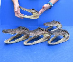 Five piece  Alligator Heads 8" to 9"