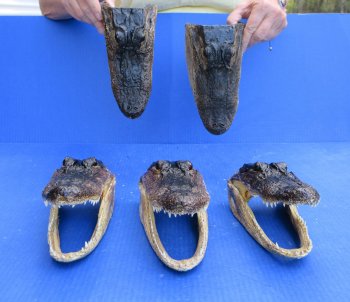 Five piece  Alligator Heads 8" to 9"