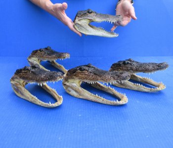 Five piece  Alligator Heads 8" to 9"