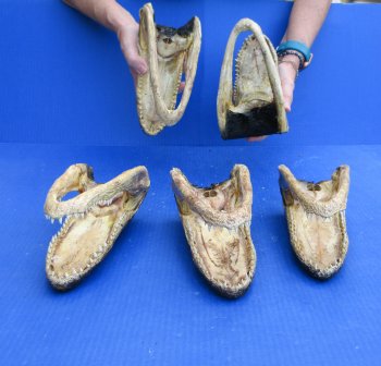 Five piece  Alligator Heads 8" to 9"