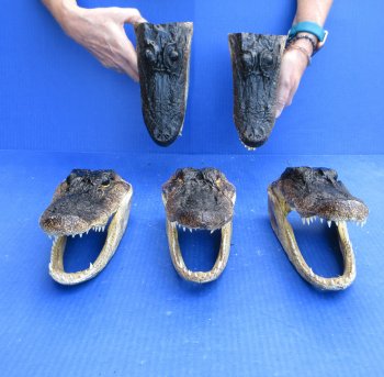 Five piece  Alligator Heads 8" to 9"
