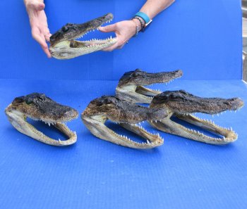 Five piece  Alligator Heads 8" to 9"