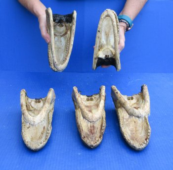 Five piece  Alligator Heads 8" to 9"