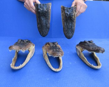 Five piece  Alligator Heads 8" to 9"