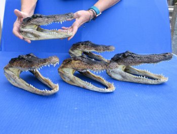 Five piece  Alligator Heads 8" to 9"