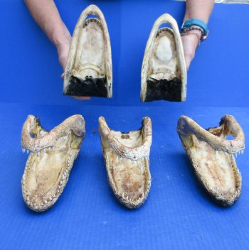 Five piece  Alligator Heads 8" to 9"