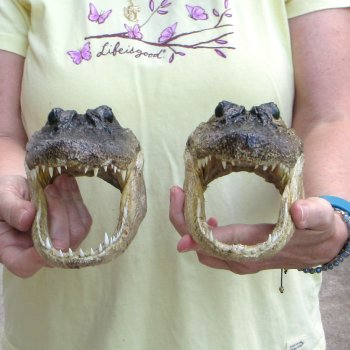 Two piece  Alligator Heads 8" to 9"