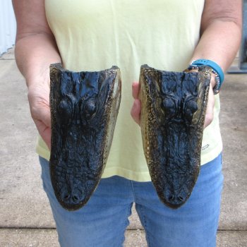 Two piece  Alligator Heads 8" to 9"