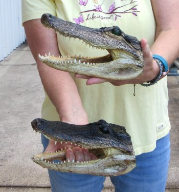 Two piece  Alligator Heads 8" to 9"
