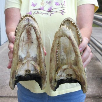 Two piece  Alligator Heads 8" to 9"