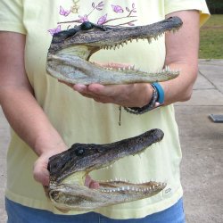 Two piece Alligator...