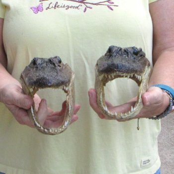 Two piece  Alligator Heads 8" to 9"