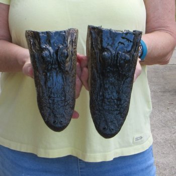 Two piece  Alligator Heads 8" to 9"