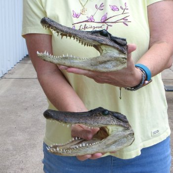 Two piece  Alligator Heads 8" to 9"