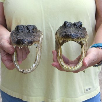 Two piece  Alligator Heads 8" to 9"