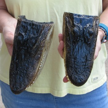 Two piece  Alligator Heads 8" to 9"