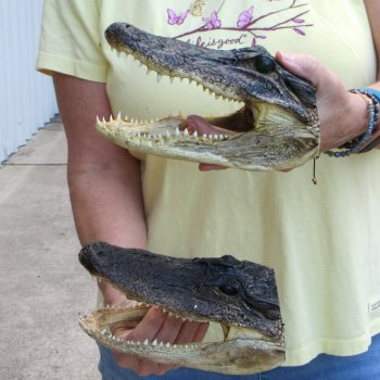 Two piece  Alligator Heads 8" to 9"