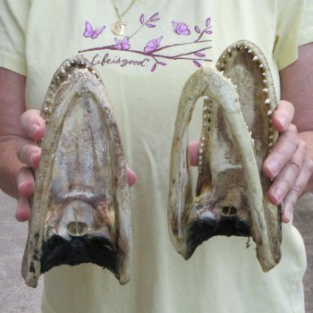 Two piece  Alligator Heads 8" to 9"