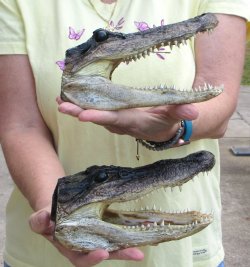 Two piece Alligator...