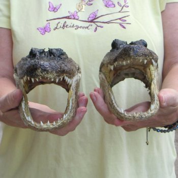 Two piece  Alligator Heads 8" to 9"