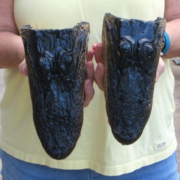 Two piece  Alligator Heads 8" to 9"
