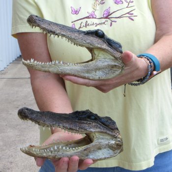 Two piece  Alligator Heads 8" to 9"