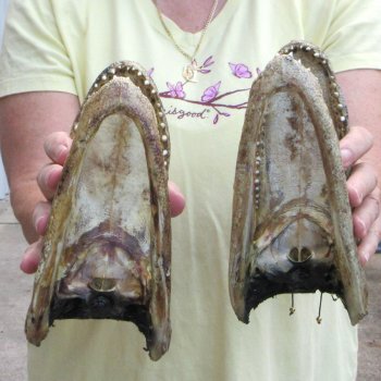 Two piece  Alligator Heads 8" to 9"