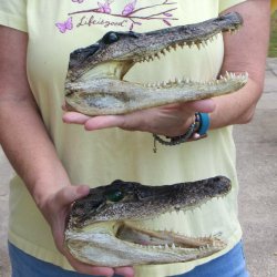 Two piece Alligator...