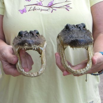 Two piece  Alligator Heads 8" to 9"