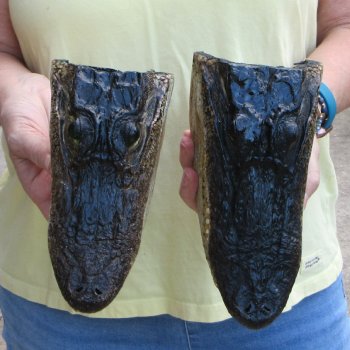 Two piece  Alligator Heads 8" to 9"