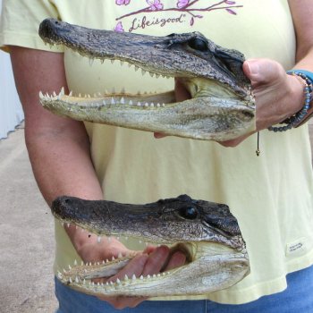 Two piece  Alligator Heads 8" to 9"