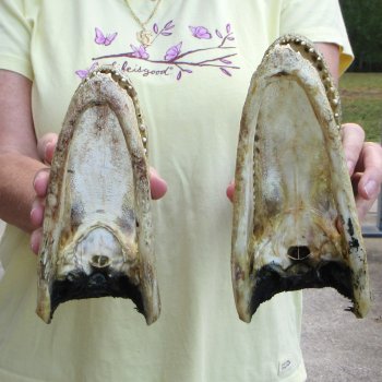 Two piece  Alligator Heads 8" to 9"