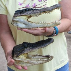 Two piece Alligator...