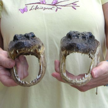 Two piece  Alligator Heads 8" to 9"