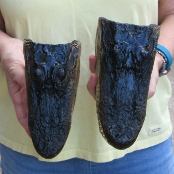 Two piece  Alligator Heads 8" to 9"