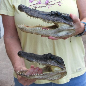 Two piece  Alligator Heads 8" to 9"