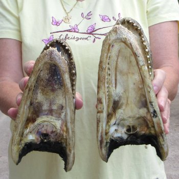 Two piece  Alligator Heads 8" to 9"