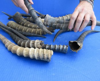 Fourteen piece B-Grade Blesbok Horns 10" to 15"