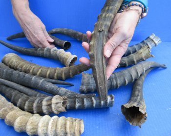 Fourteen piece B-Grade Blesbok Horns 10" to 15"