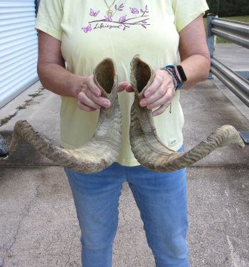 27" Matching Pair Ram Sheep Horns