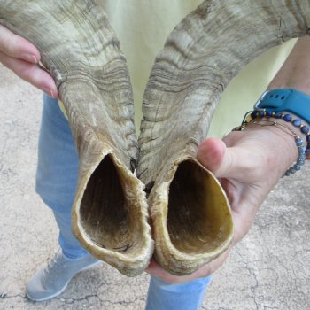 27" Matching Pair Ram Sheep Horns