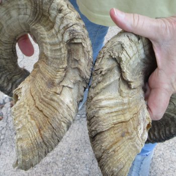 27" Matching Pair Ram Sheep Horns