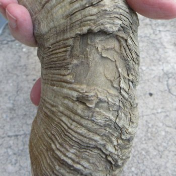 27" Matching Pair Ram Sheep Horns