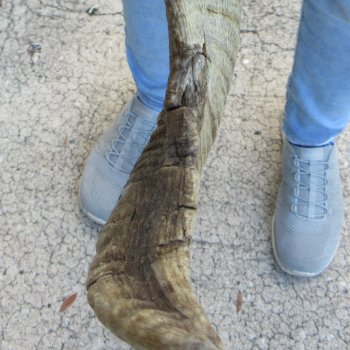 27" Matching Pair Ram Sheep Horns